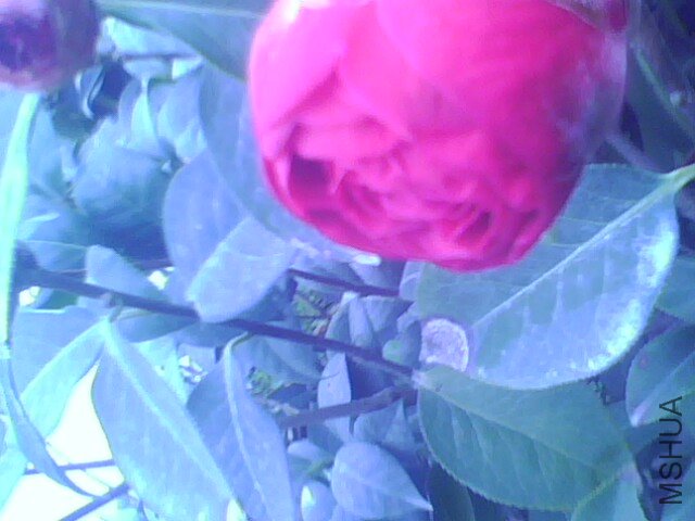 IMG1340A.jpg