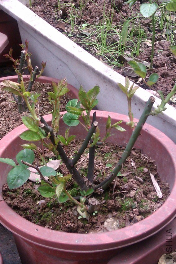 IMAG0083.jpg