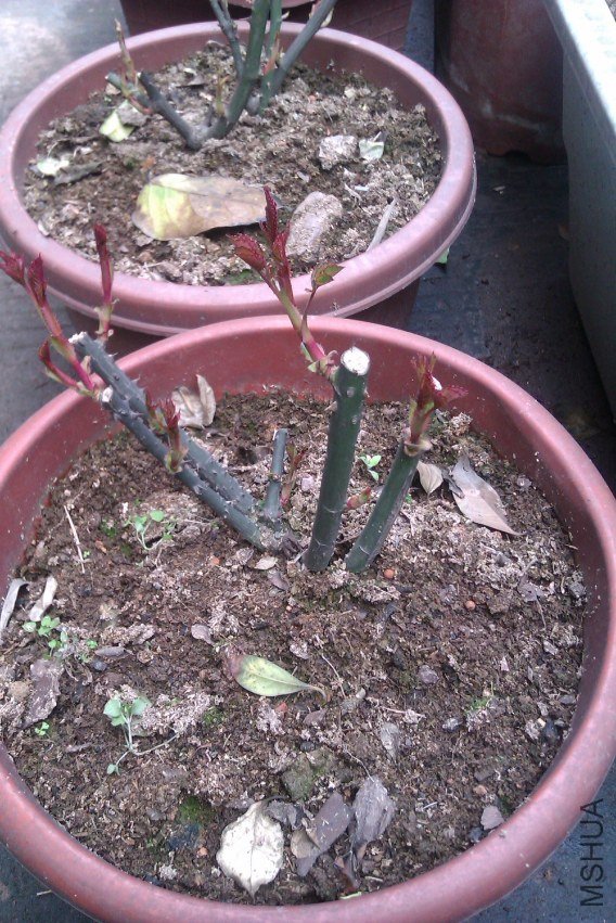 IMAG0082.jpg