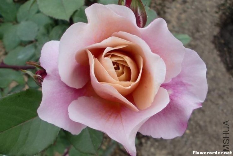 ңԶ�Ĺ�����DISTANT DRUMS��1.jpg