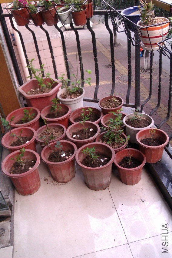 IMAG0090.jpg