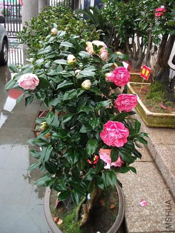 DSCF4406_����.jpg