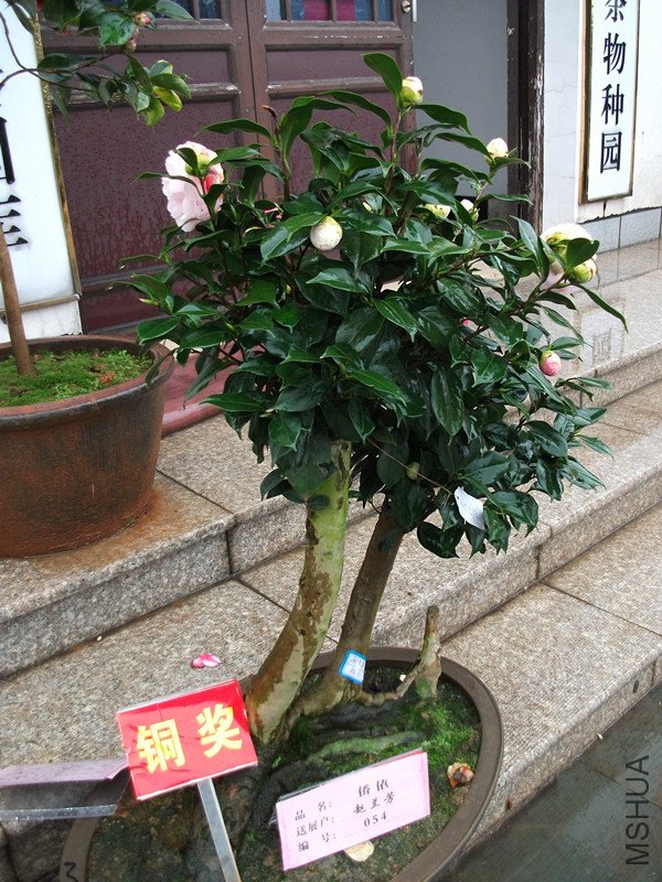 DSCF4407_����.jpg
