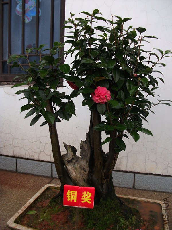 DSCF4408_����.jpg
