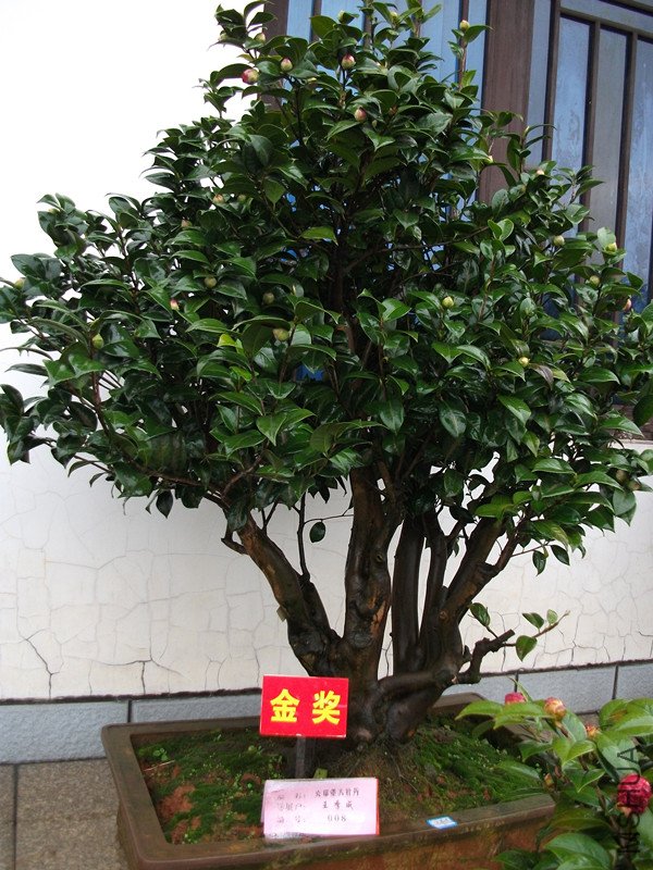DSCF4412_����.jpg