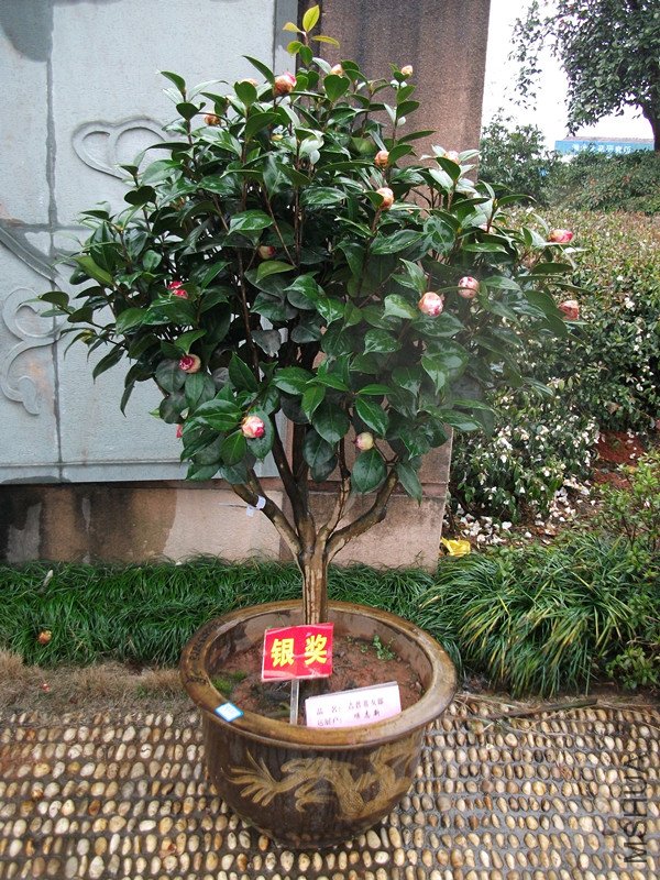 DSCF4417_����.jpg