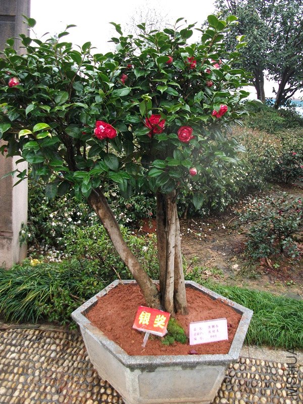 DSCF4418_����.jpg