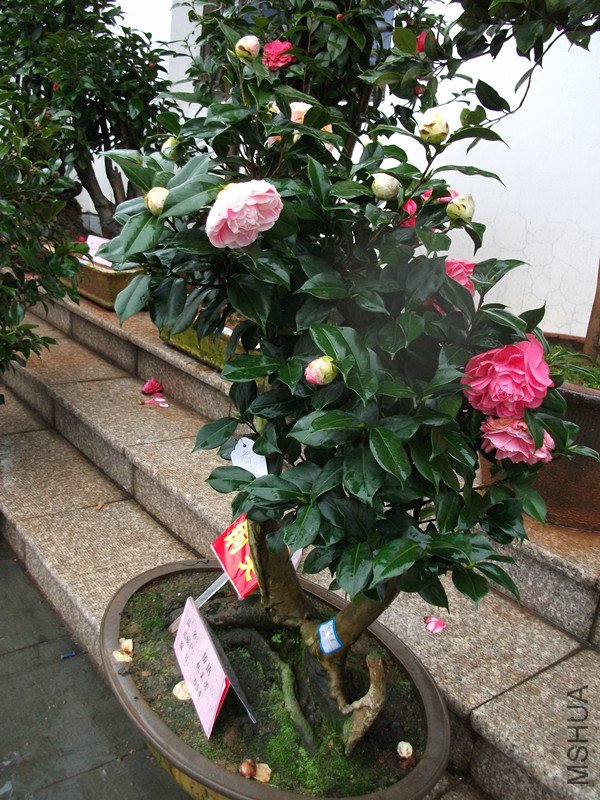 DSCF4434_����.jpg