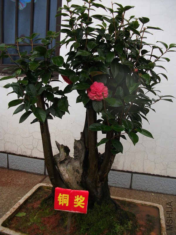 DSCF4435_����.jpg
