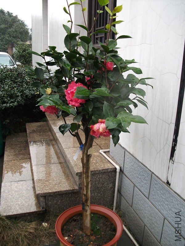 DSCF4439_����.jpg