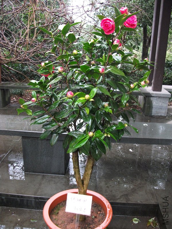 DSCF4453_����.jpg