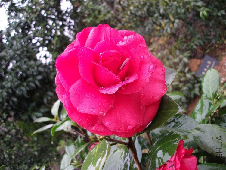 DSCF4499_����.jpg