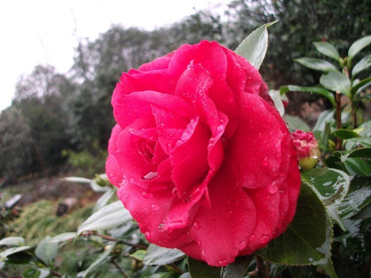 DSCF4500_����.jpg