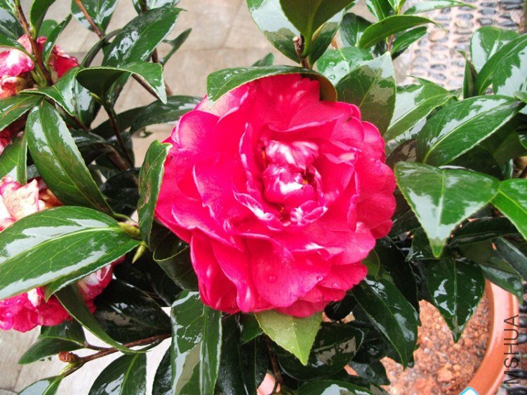 DSCF4501_����.jpg