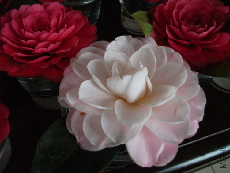 DSCF4518_����.jpg