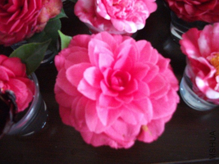 DSCF4526_����.jpg