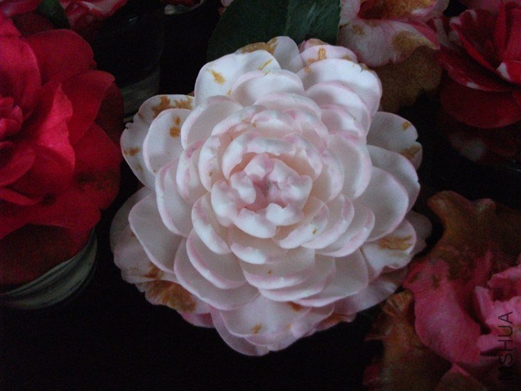 DSCF4530_����.jpg