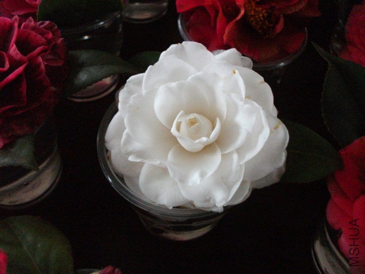 DSCF4544_����.jpg
