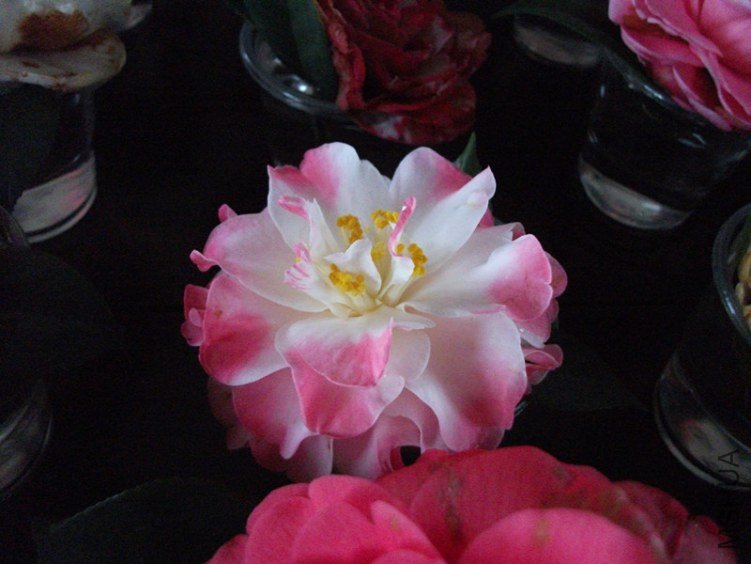 DSCF4557_����.jpg