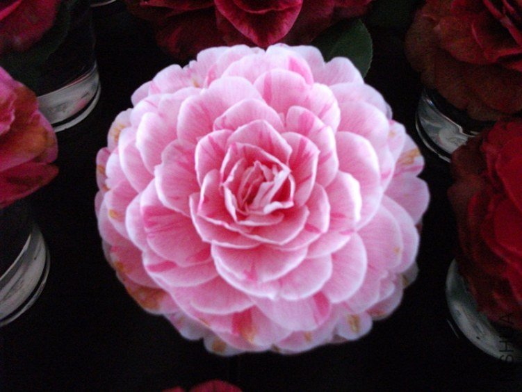 DSCF4567_����.jpg