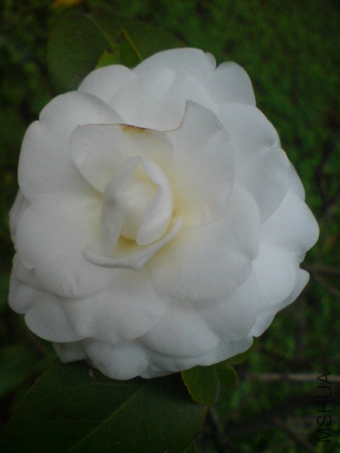 DSC06519.JPG