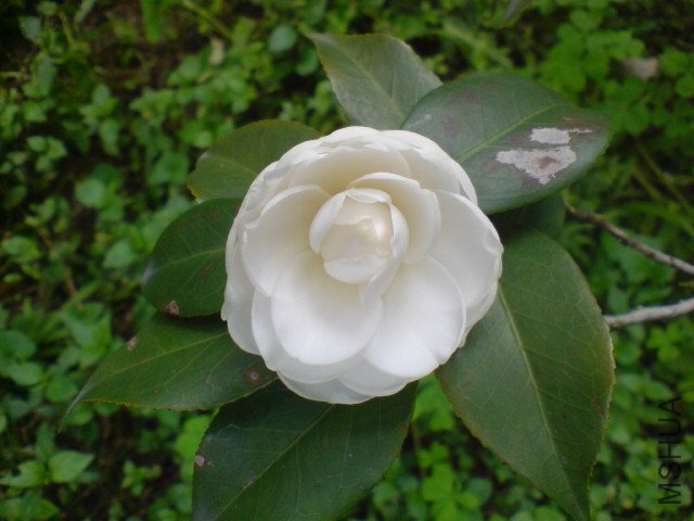 DSC06520.JPG
