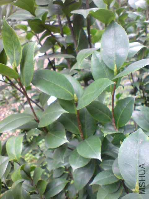DSC06521.JPG