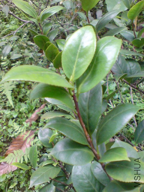 DSC06522.JPG