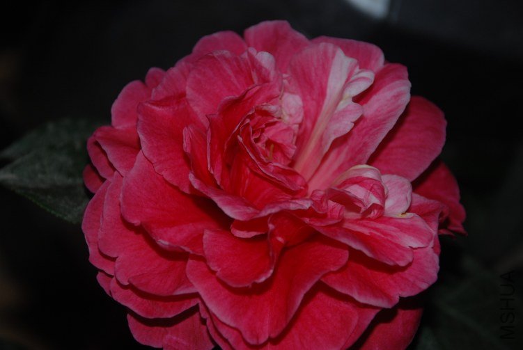 DSC_0358.JPG