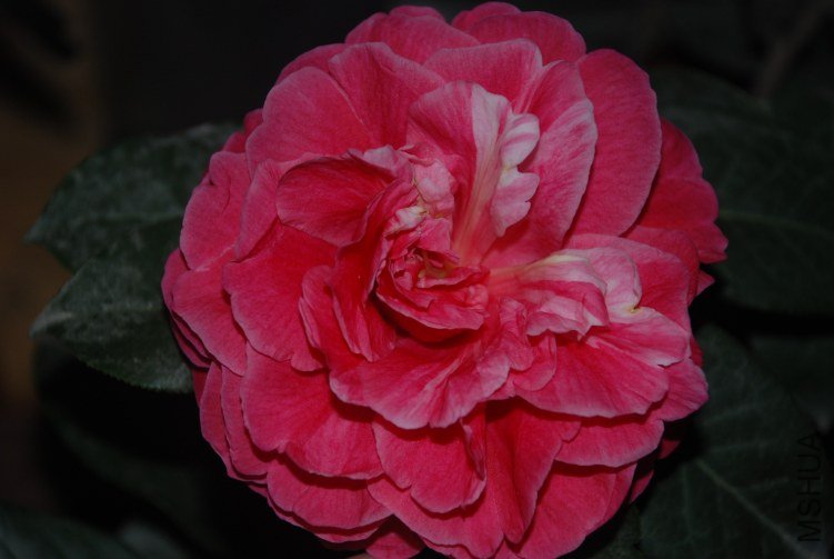 DSC_0359.JPG