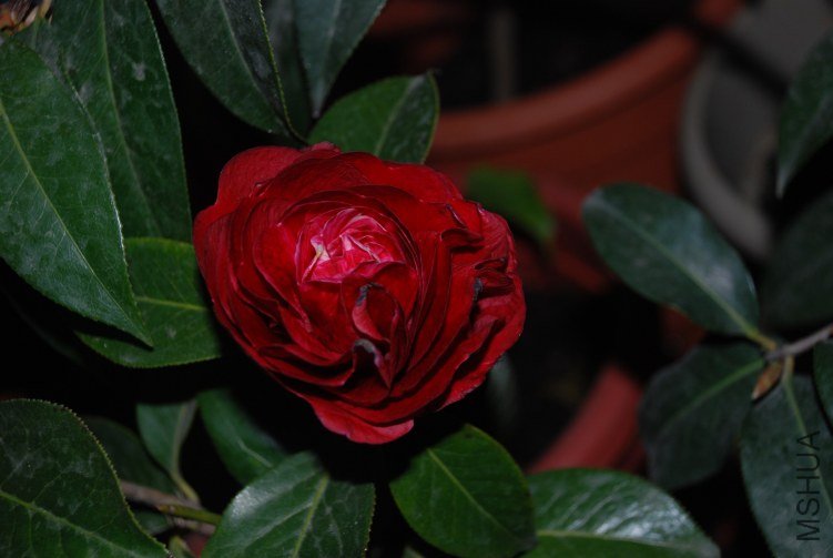 DSC_0360.JPG