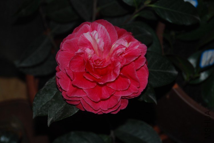 DSC_0365.JPG