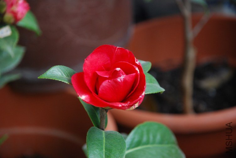 DSC_0348.JPG