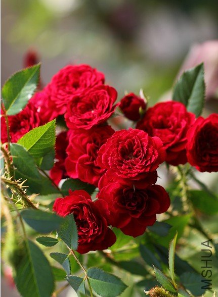 �������İ���Unconditional love��.jpg