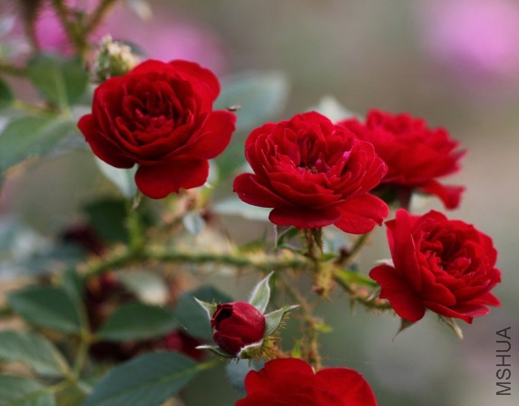 �������İ���Unconditional love��1.jpg