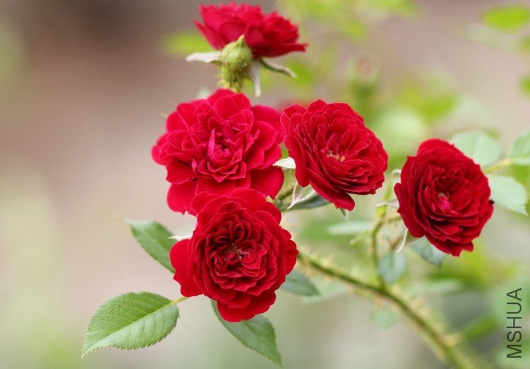 �������İ���Unconditional love��2.jpg