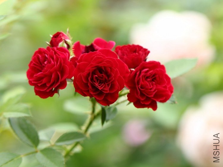 �������İ���Unconditional love��3.jpg