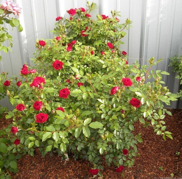 �������İ���Unconditional love��4.jpg