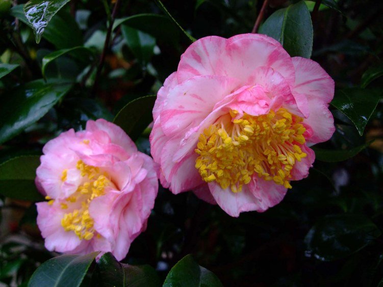 ��ʫ 2012-3-16f 014.jpg