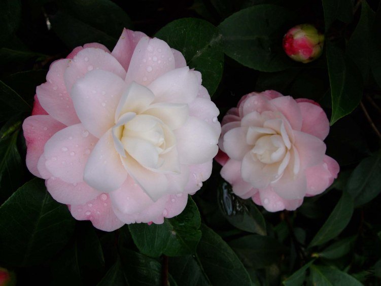 �찲�Ȼʺ�2012-3-16f 080.jpg