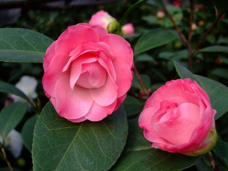 �찲�Ȼʺ�(����)2012-3-16f 044.jpg