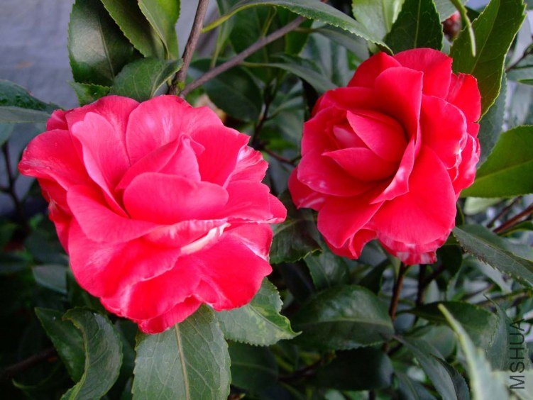 ��˹ 2012-3-16f 034.jpg