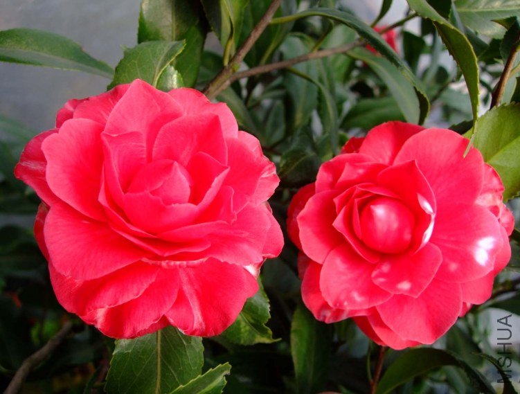 ��˹ 2012-3-16f 093.jpg