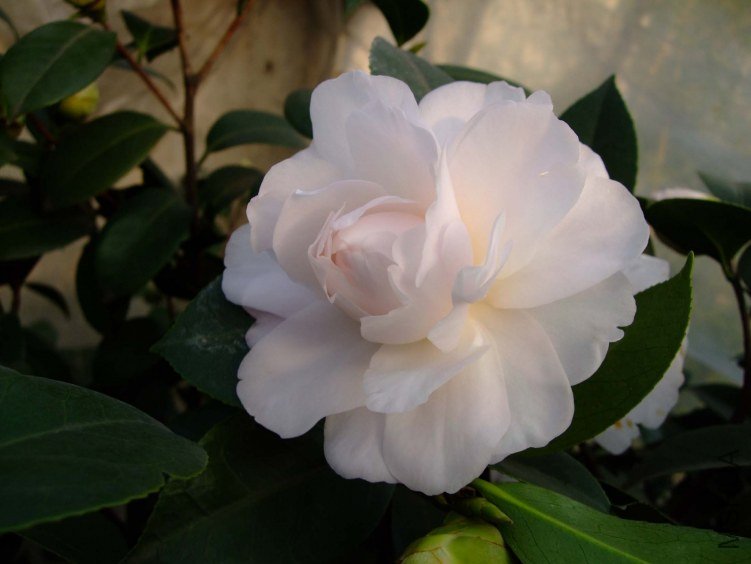 �Ѱ������� 2012-3-16f 028.jpg