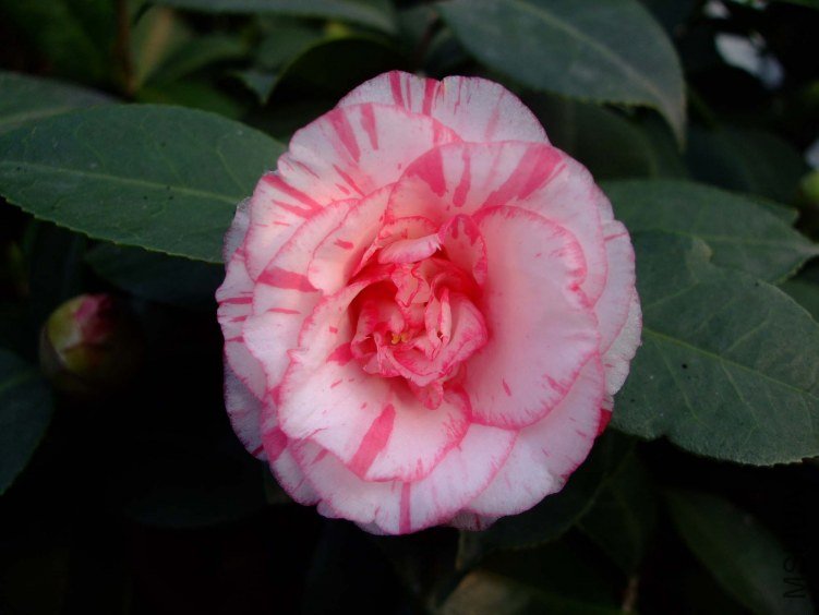 ���ѻ� 2012-3-16f 037.jpg