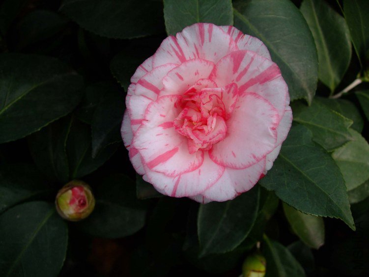 ���ѻ� 2012-3-16f 094.jpg