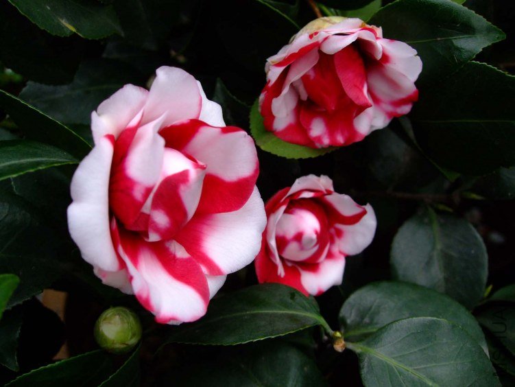 ����ۡ 2012-3-16f 087.jpg