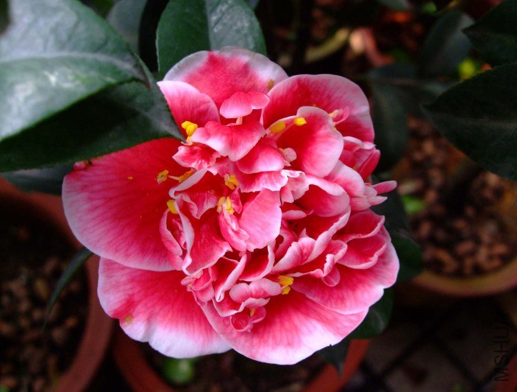 ������ 2012-3-16f 097.jpg