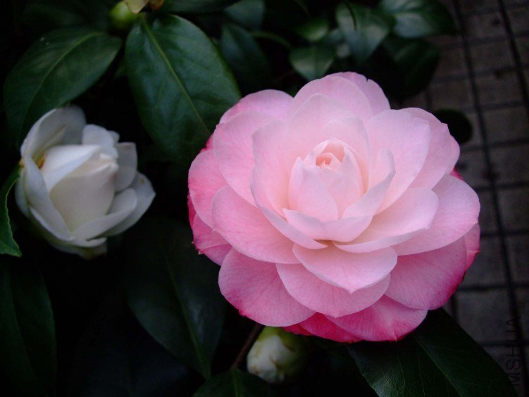 ��30 2012-3-16f 002.jpg