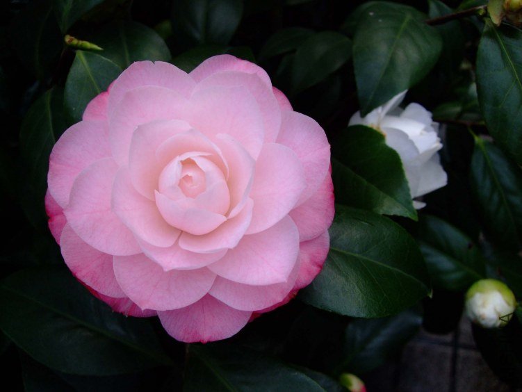 ��30 2012-3-16f 003.jpg